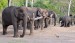 Balle Elephant Camp